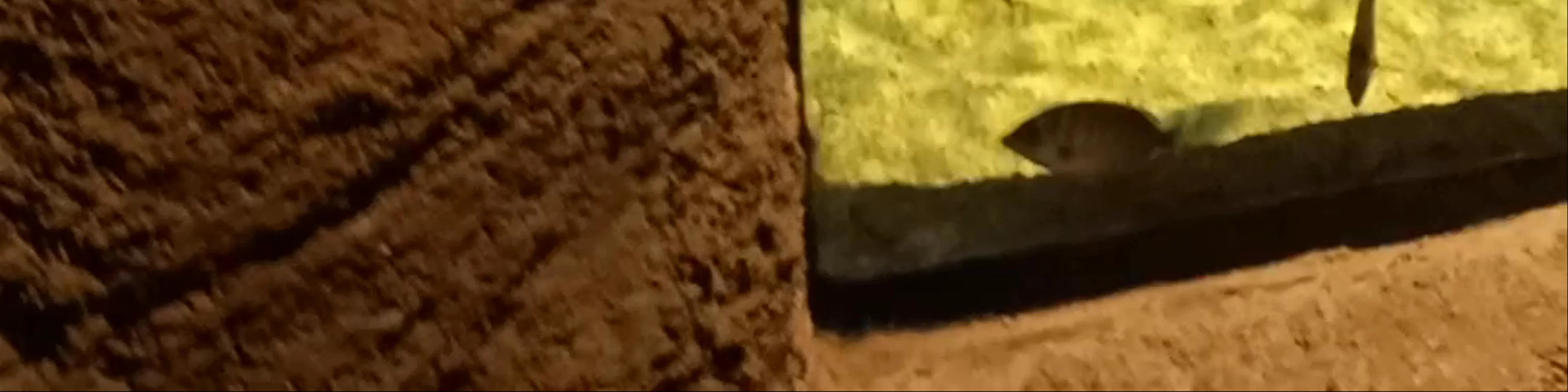 Laka