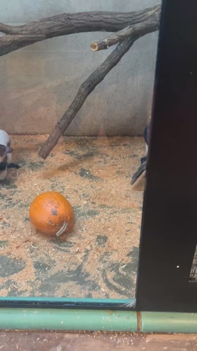Trevor Lovejoy Zoo - Lemurs talking to each other - Zoos Near Me - Millbrook, New York