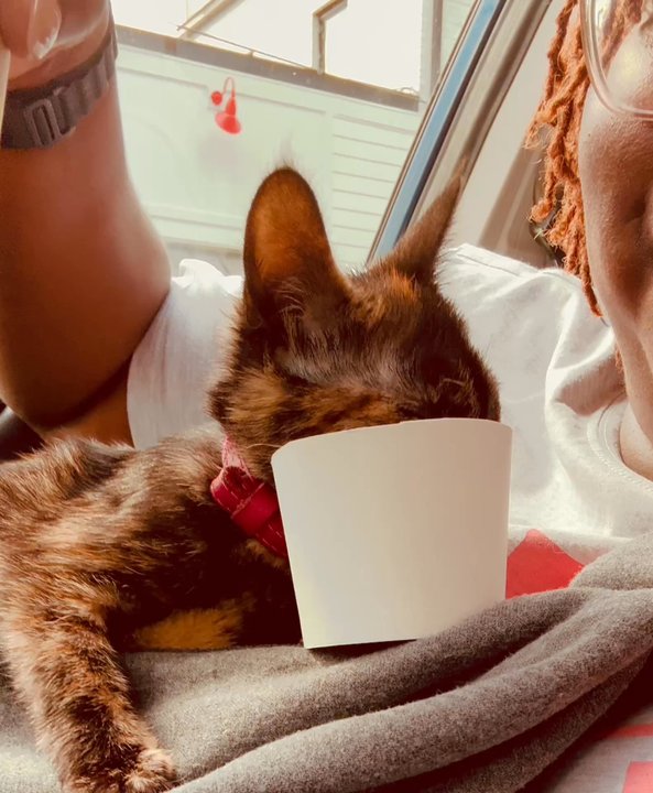 Front Street Coffee - Kitty Cup/Pup Cup - Coffee & Tea Near Me - Lillington, North Carolina