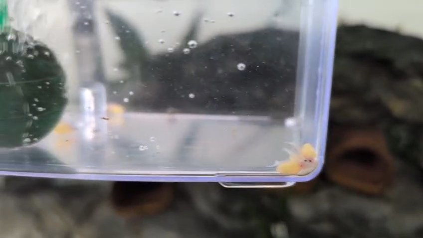 L236 Cracked Super White pleco