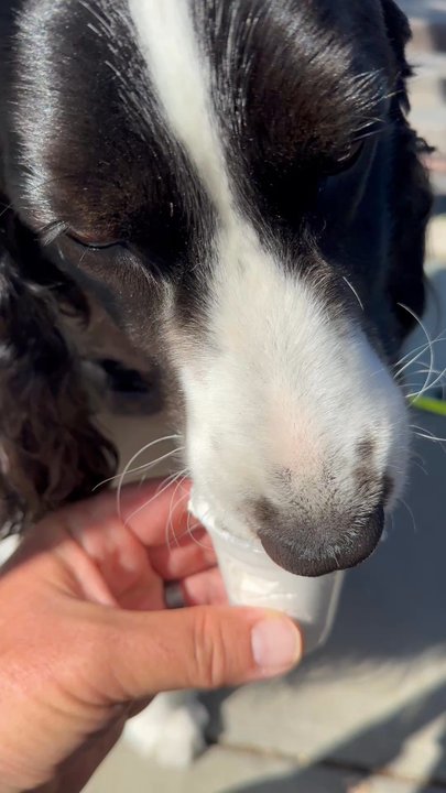 Starbucks - Getting down on a pup cup. - Coffee & Tea Near Me - Dixon, California