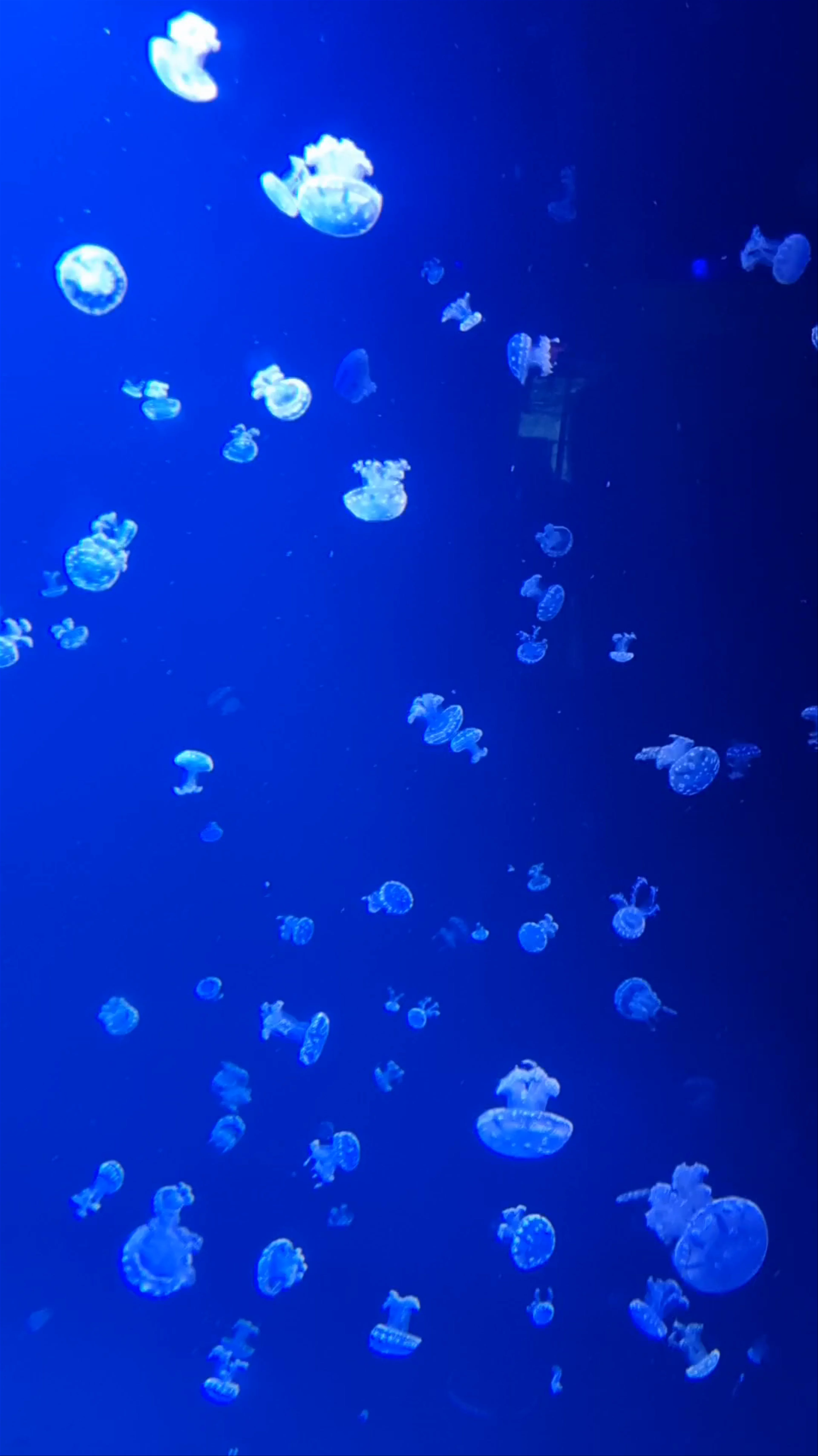 Vancouver Aquarium