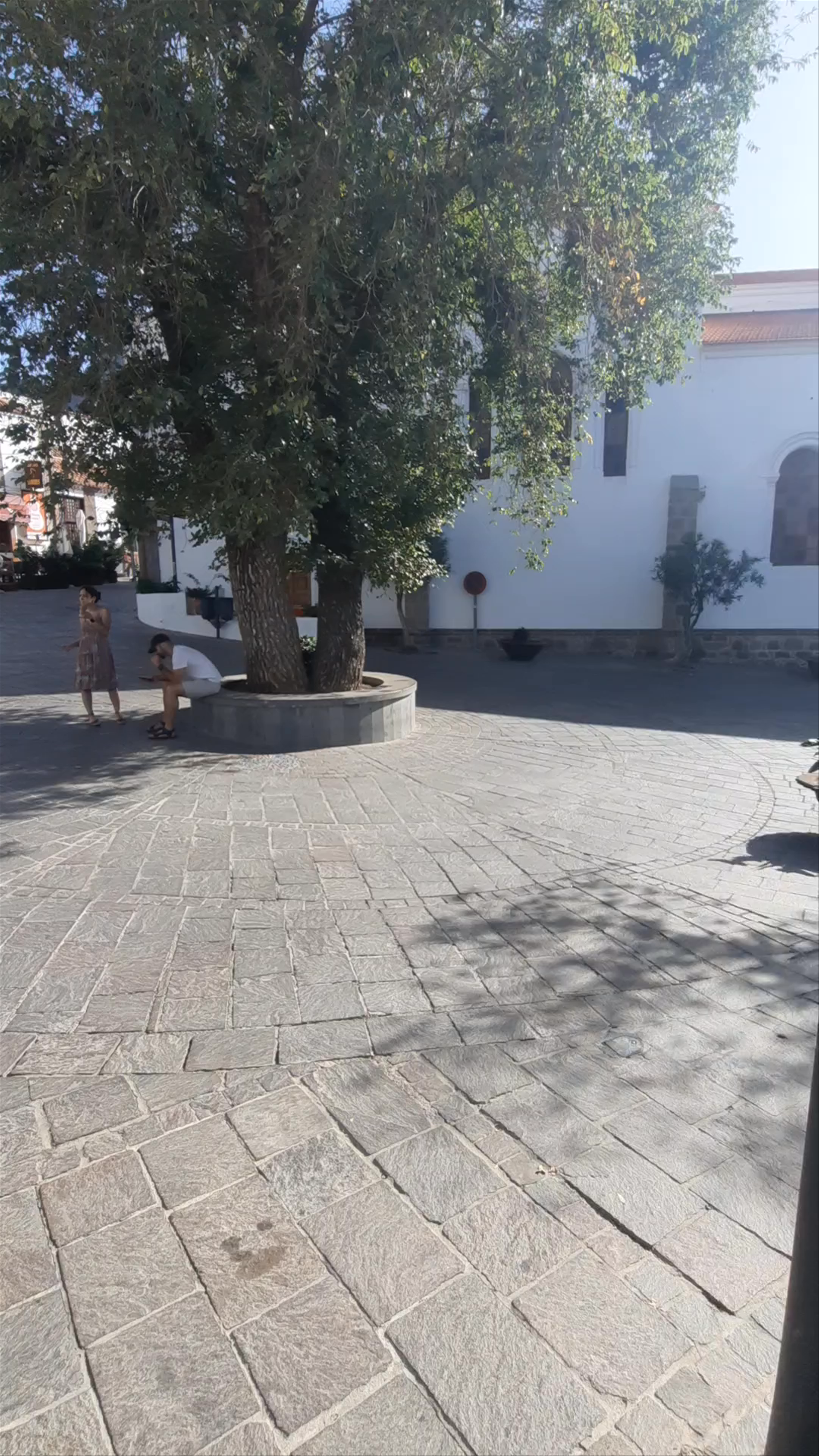 Árbol bonito