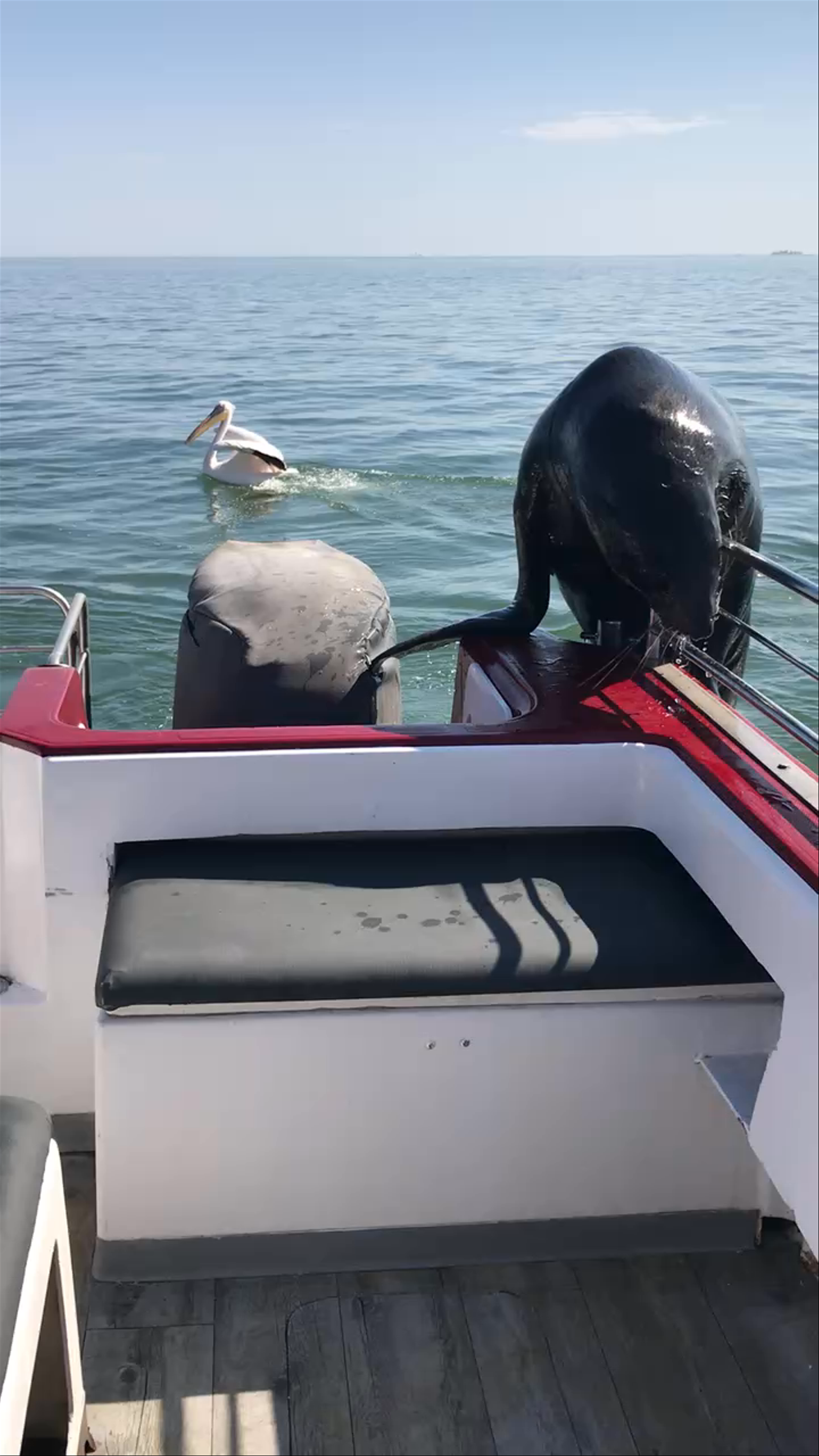 CHECK IN - Catamaran Dolphin Cruises