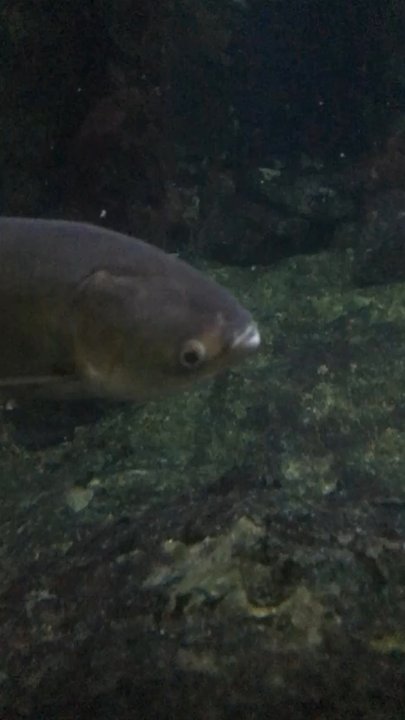 Shedd Aquarium - Aquariums Near Me - Chicago, Illinois