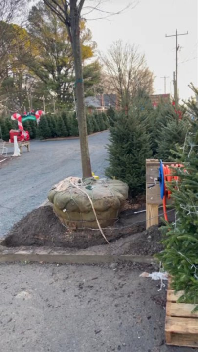 Pots & Plants - Pots & plants Is waiting for you & ready for you Holliday come to get Tree - Nurseries & Gardening Near Me - Great Falls, Virginia