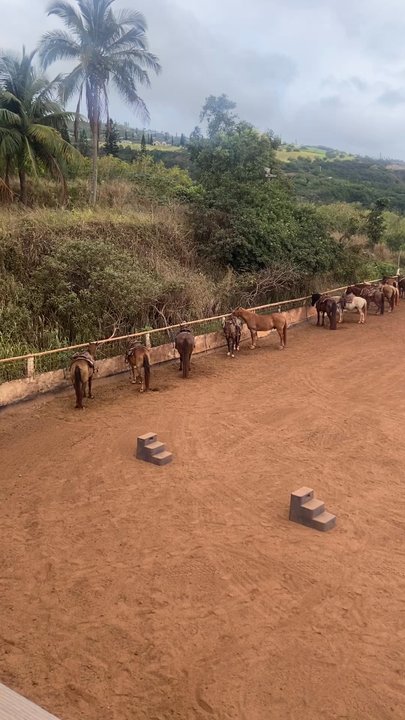 Circle M Ranch - Horses - Horseback Riding Near Me - Wailuku, Hawaii