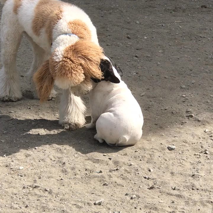 B-Town Dog - We love it here! Charlie always has a 5 star experience and we've never run into bad dogs or owners. - Dog Parks Near Me - Burien, Washington