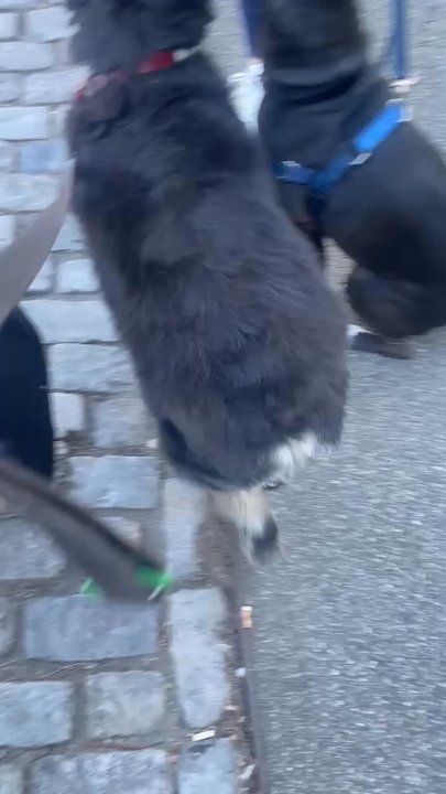 Perfect Behavior Dog Training - This video really shows how relaxed and happy both dogs are, politely waiting for their treats. - Pet Training Near Me