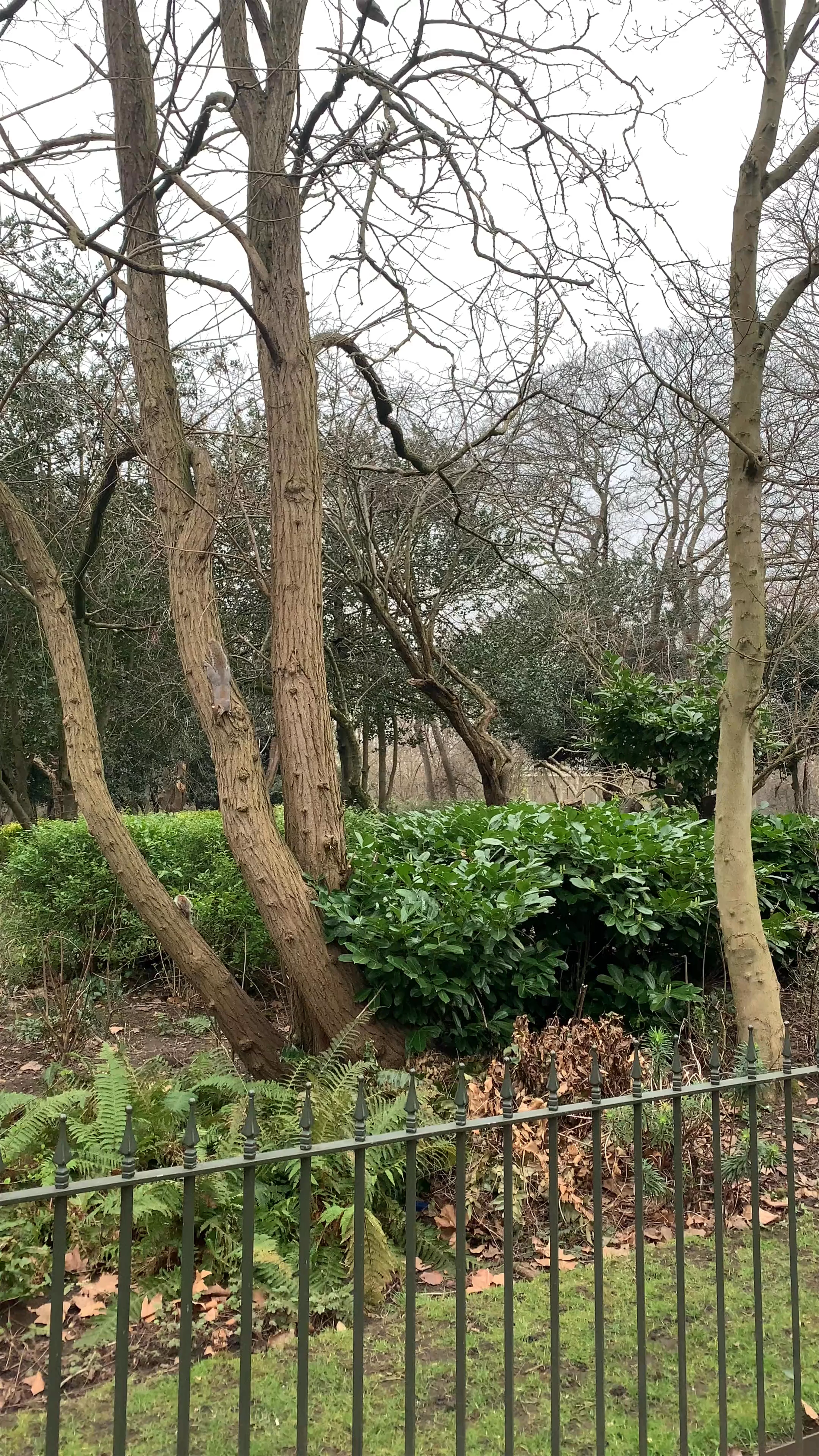 Hyde Park