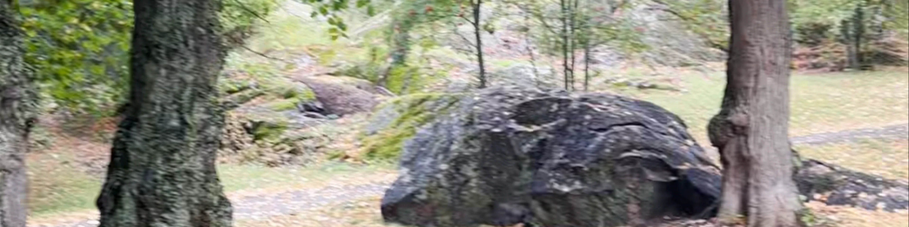 Alppipuisto