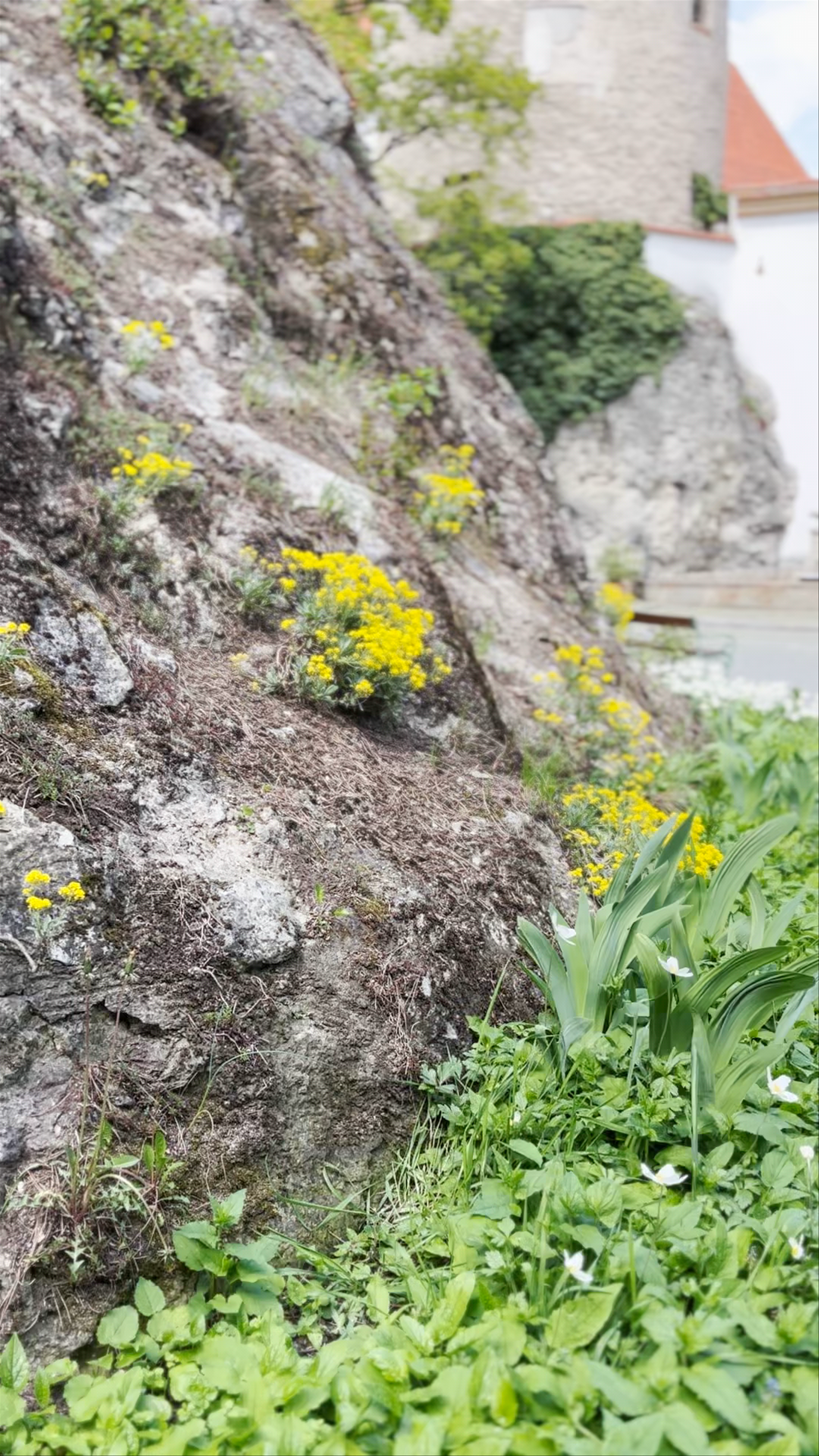 Obří sud v Mikulově