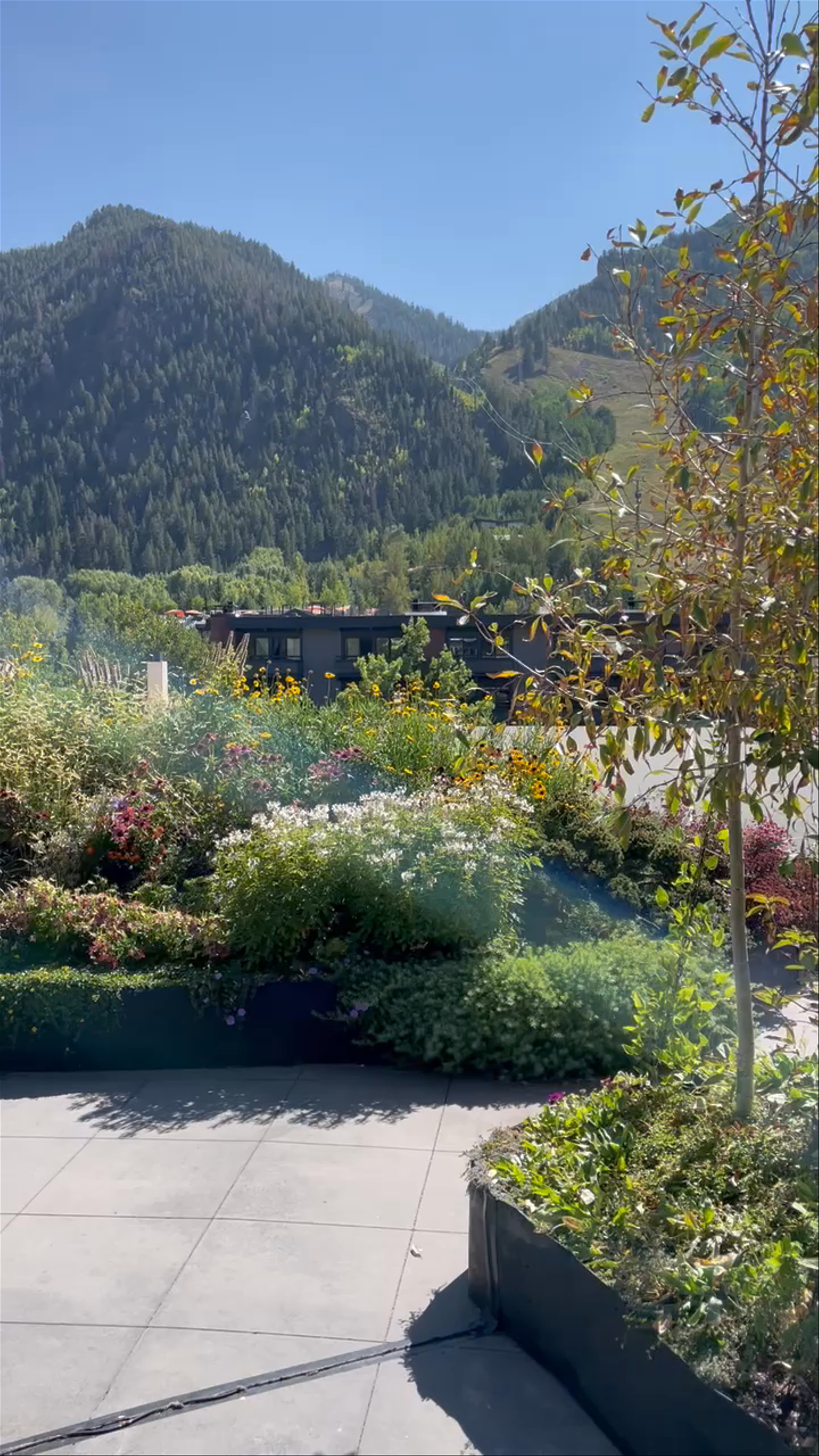 Aspen Art Museum Rooftop Cafe & Garden