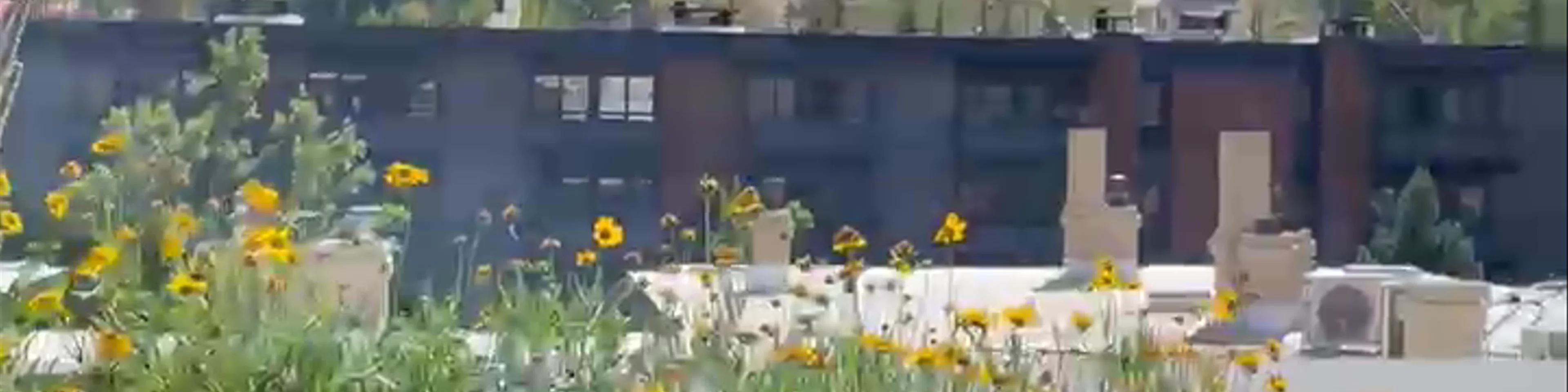 Aspen Art Museum Rooftop Cafe & Garden