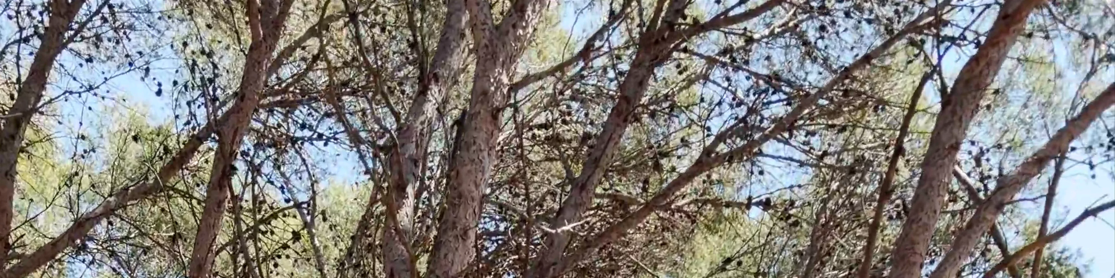 Bosc de la Marquesa