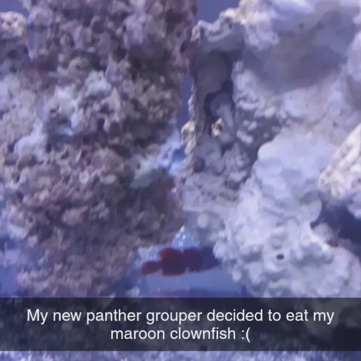 Mark's Ark - I'm not mad though   it was my wife's fault for moving the fish into the tank without asking me first  . - Pet Stores Near Me - Greenacres, Florida