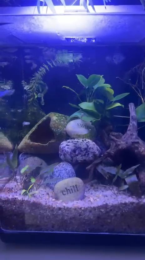 Aqua 1 nano tank (curved corners so no silicone)