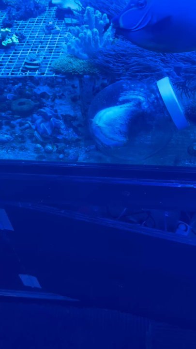Art’s Underwater Reef - So peaceful & relaxing blessed to have a guy like Art around! - Aquarium Services Near Me - Pasadena, California