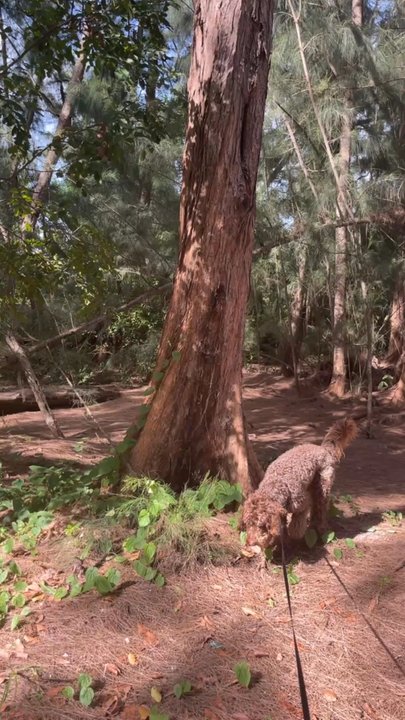Wolf Lake Park - Parks Near Me - Davie, Florida