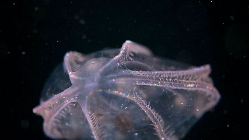 The Beating Cilia of Ctenophores Creates Living Rainbows poster