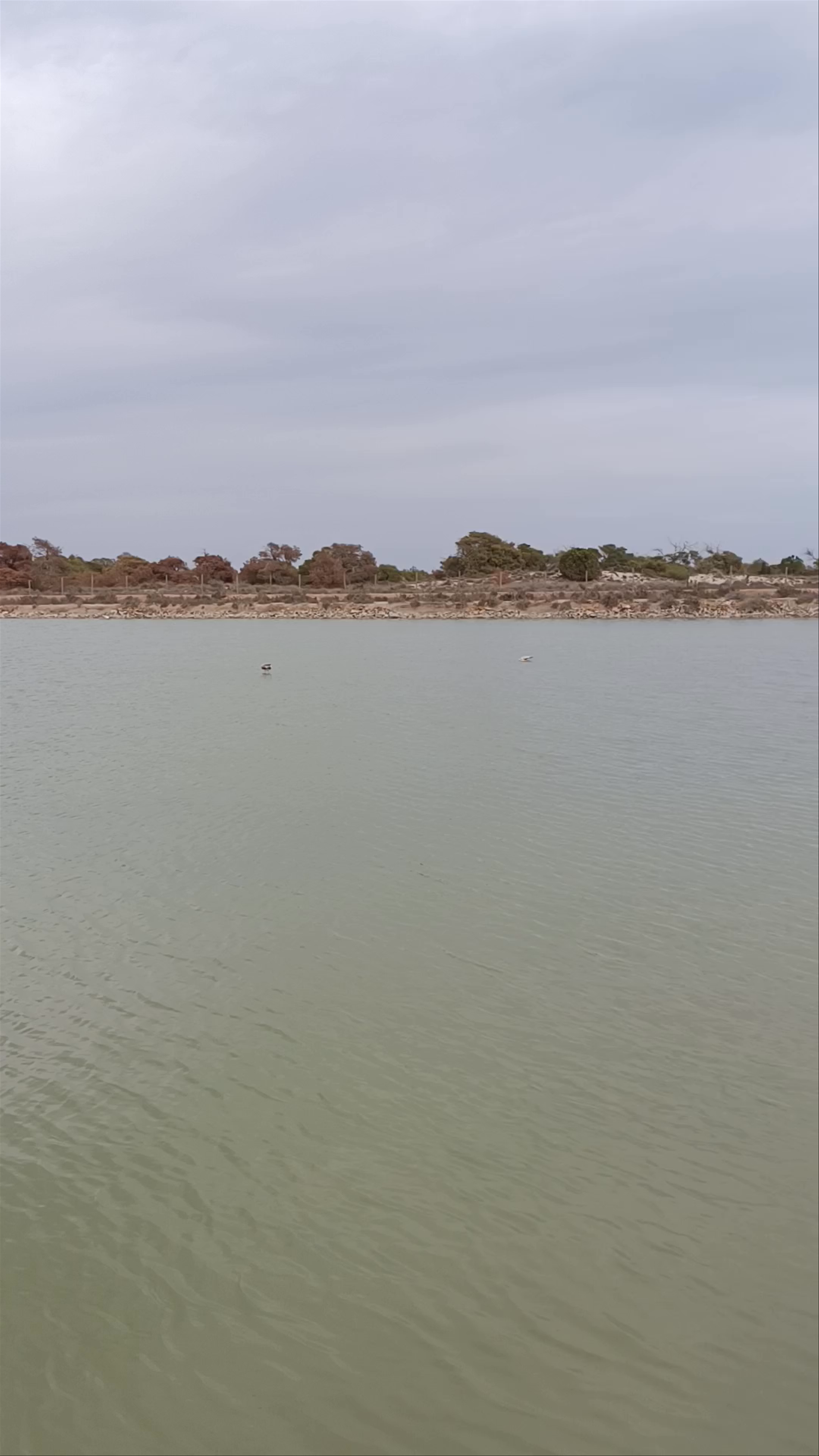 Parque Regional de las Salinas y Arenales de San Pedro del Pinatar