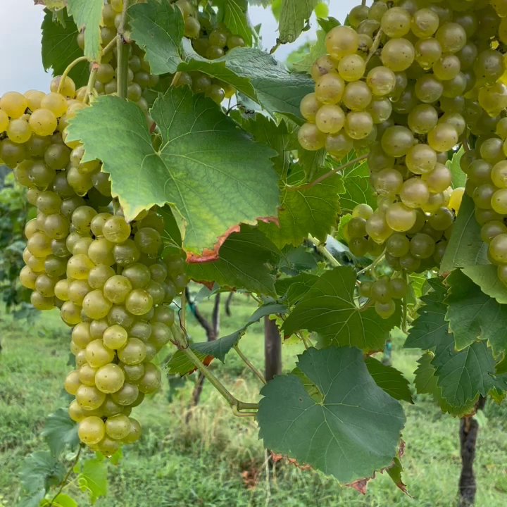 Ramulose Ridge Vineyards - Wineries Near Me - Moneta, Virginia