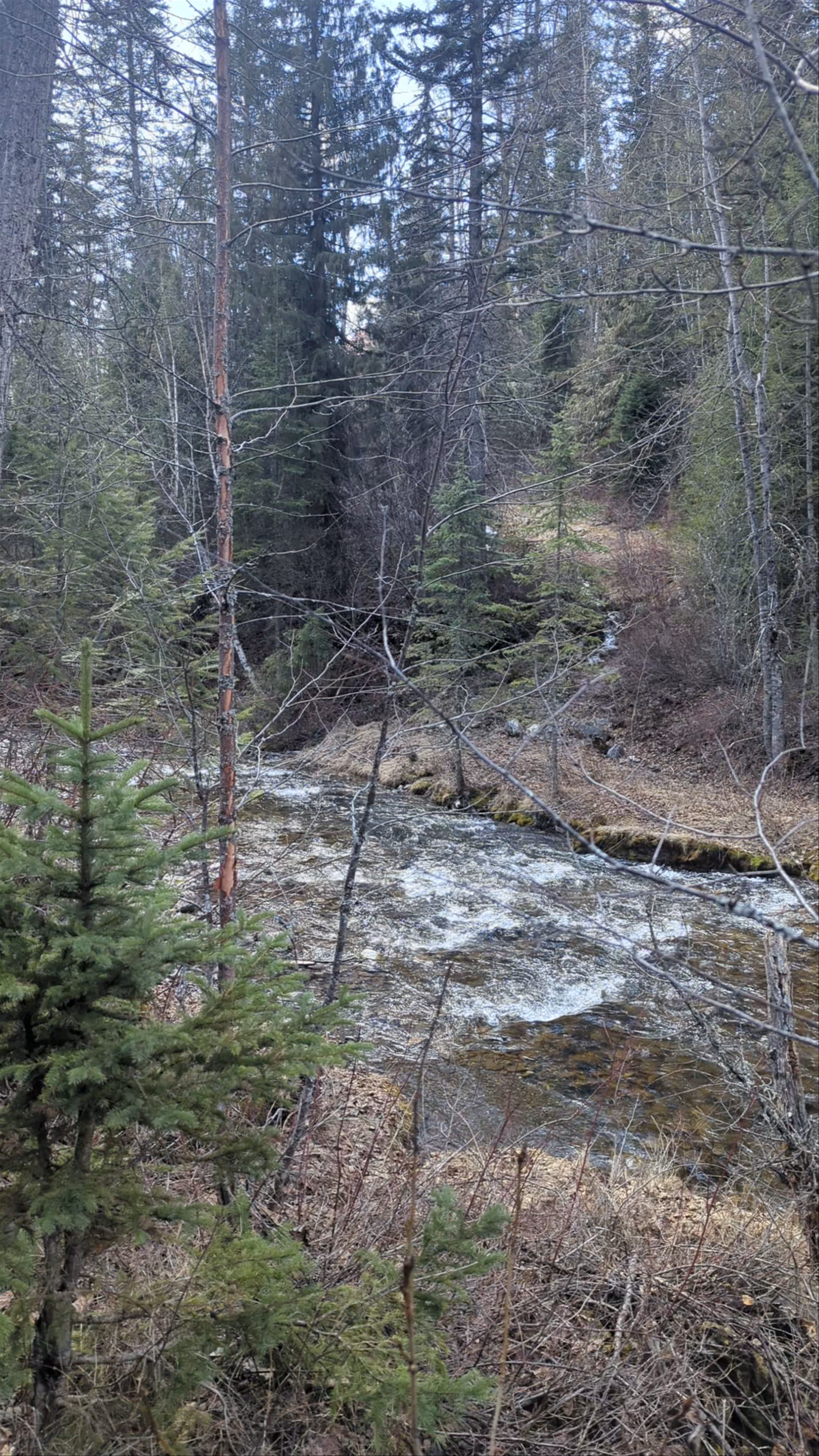 Fairy Creek Waterfall: A Tranquil Wilderness Escape in Fernie, British Columbia