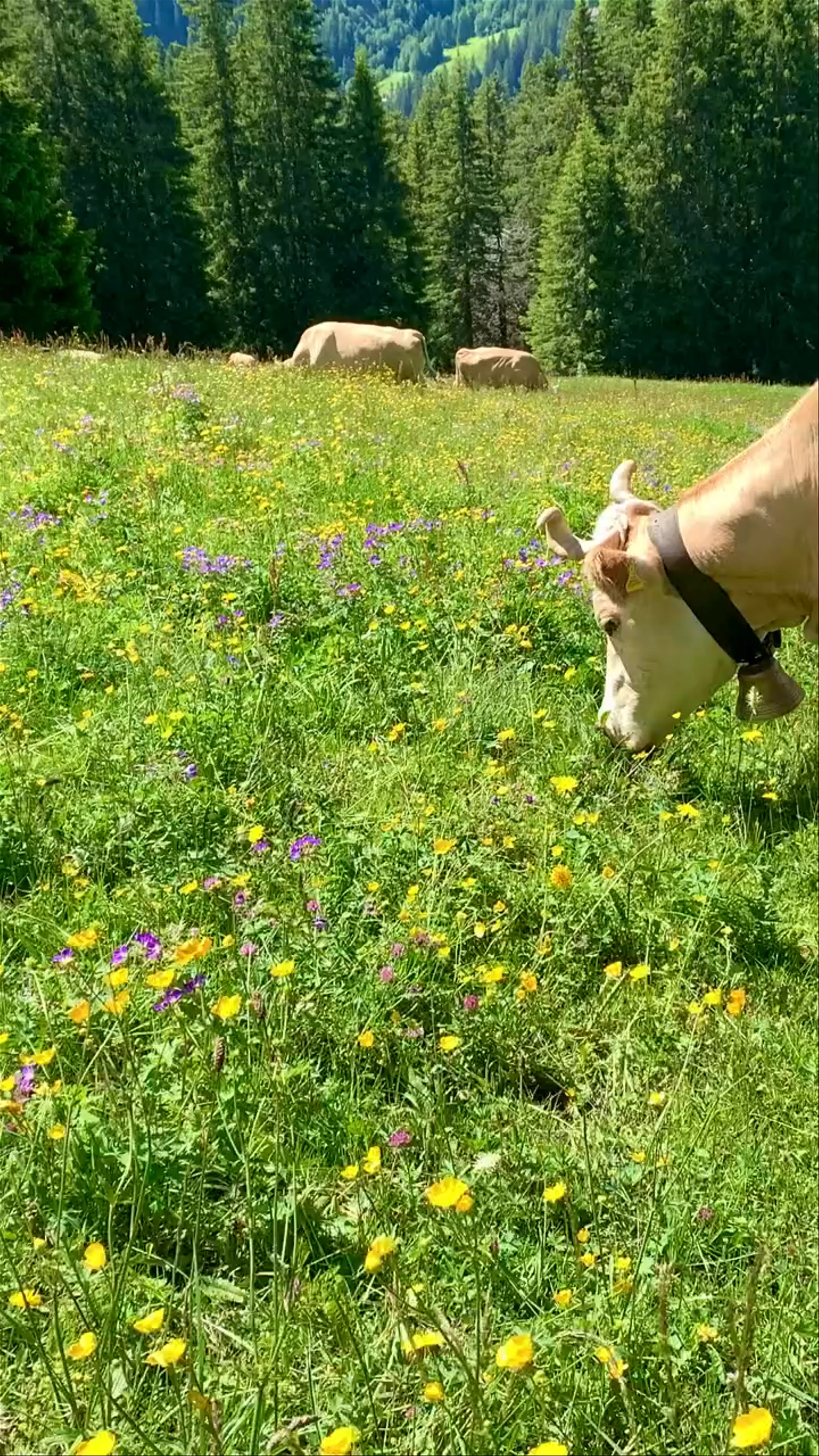 Adelboden, Adelboden, Switzerland