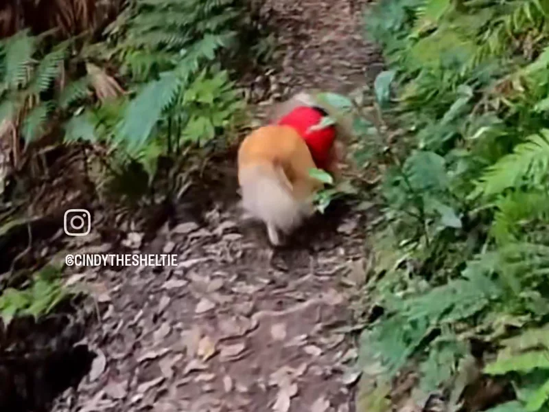 Escaping into the ferns at Strickland State Forest