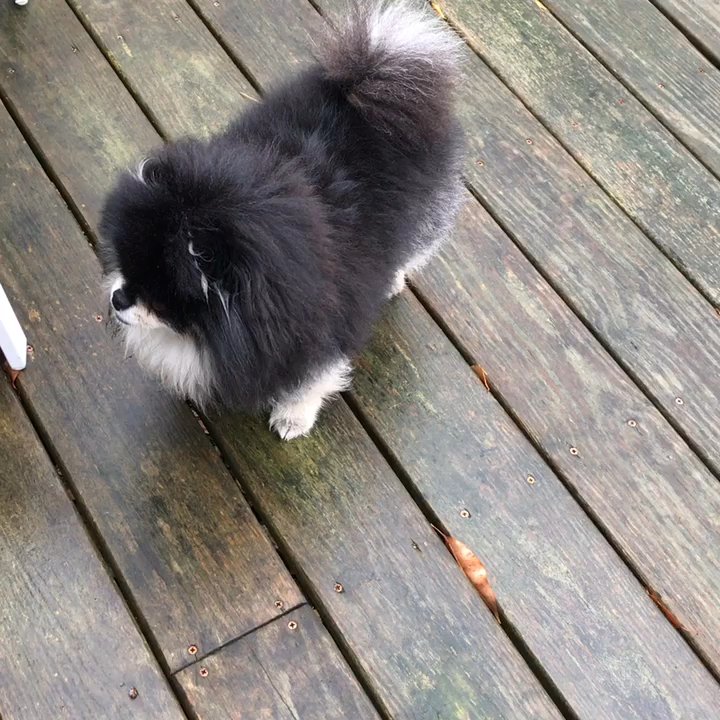 Lamb and Lion Inn - Pippa exploring "her" private deck at The Innkeeper's Pride - Hotels Near Me - Barnstable, Massachusetts