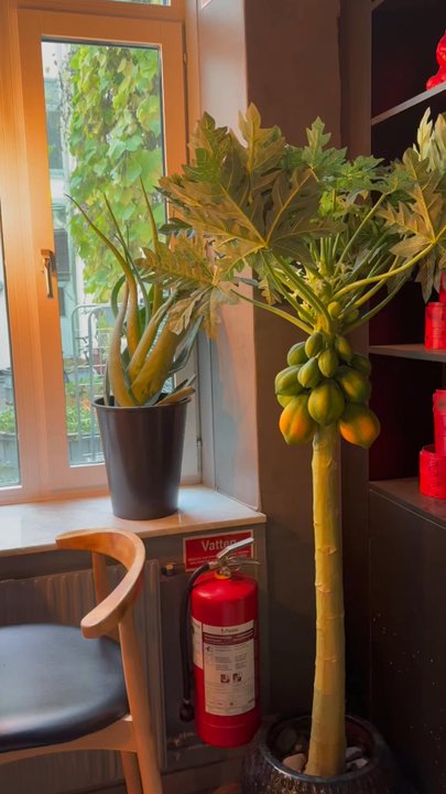 Miso - Super cute place! - Sushi Bars Near Me - Malmö, M