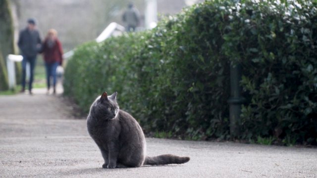 Gato sentado en la calle