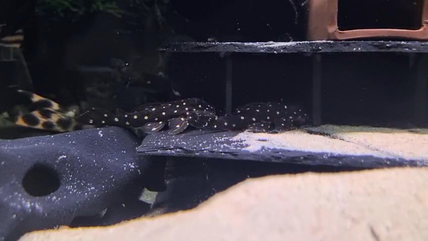 Pleco