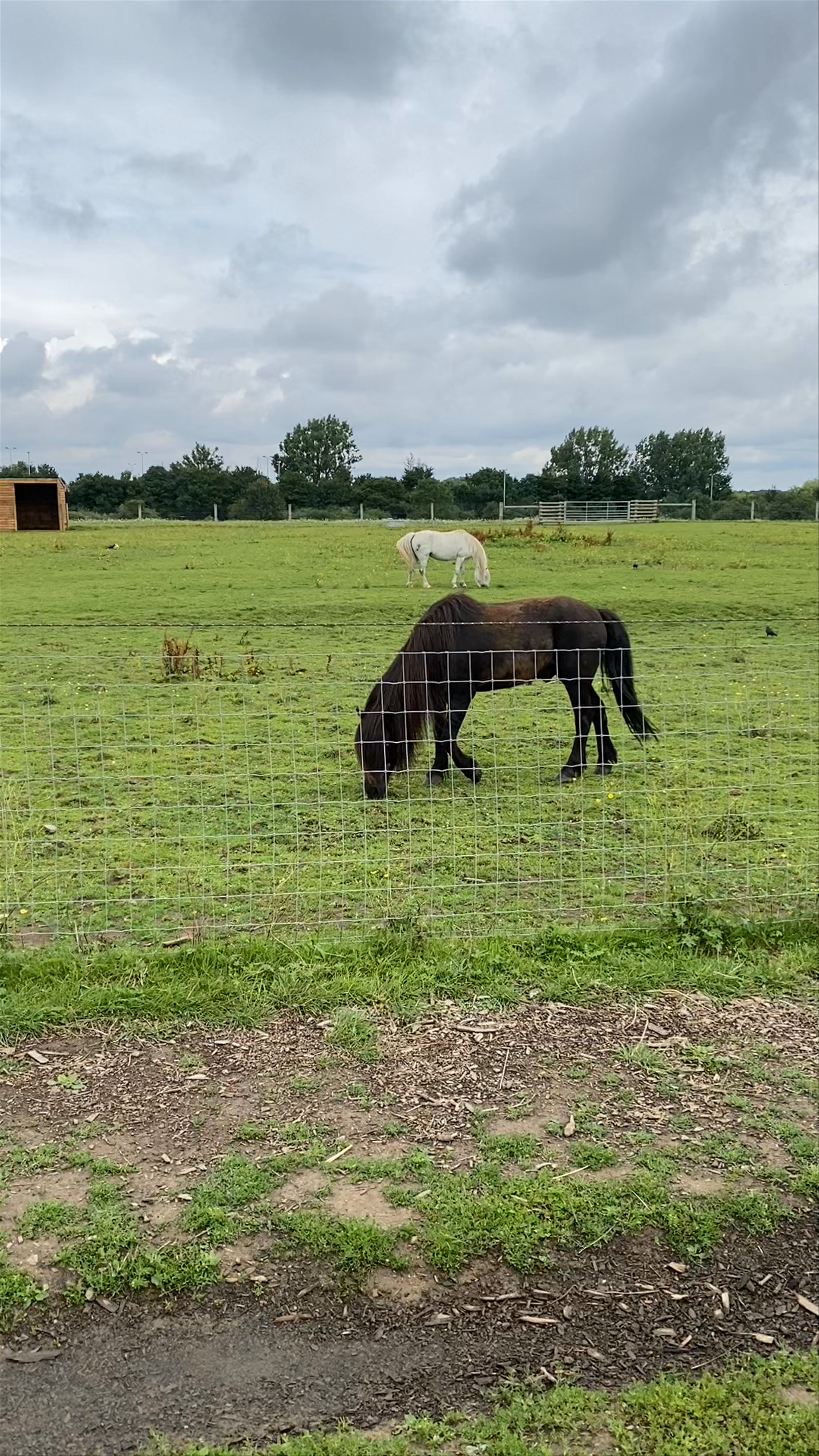Hopefield Animal Sanctuary