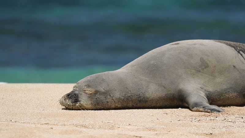 Hawaiian Monk Seal poster