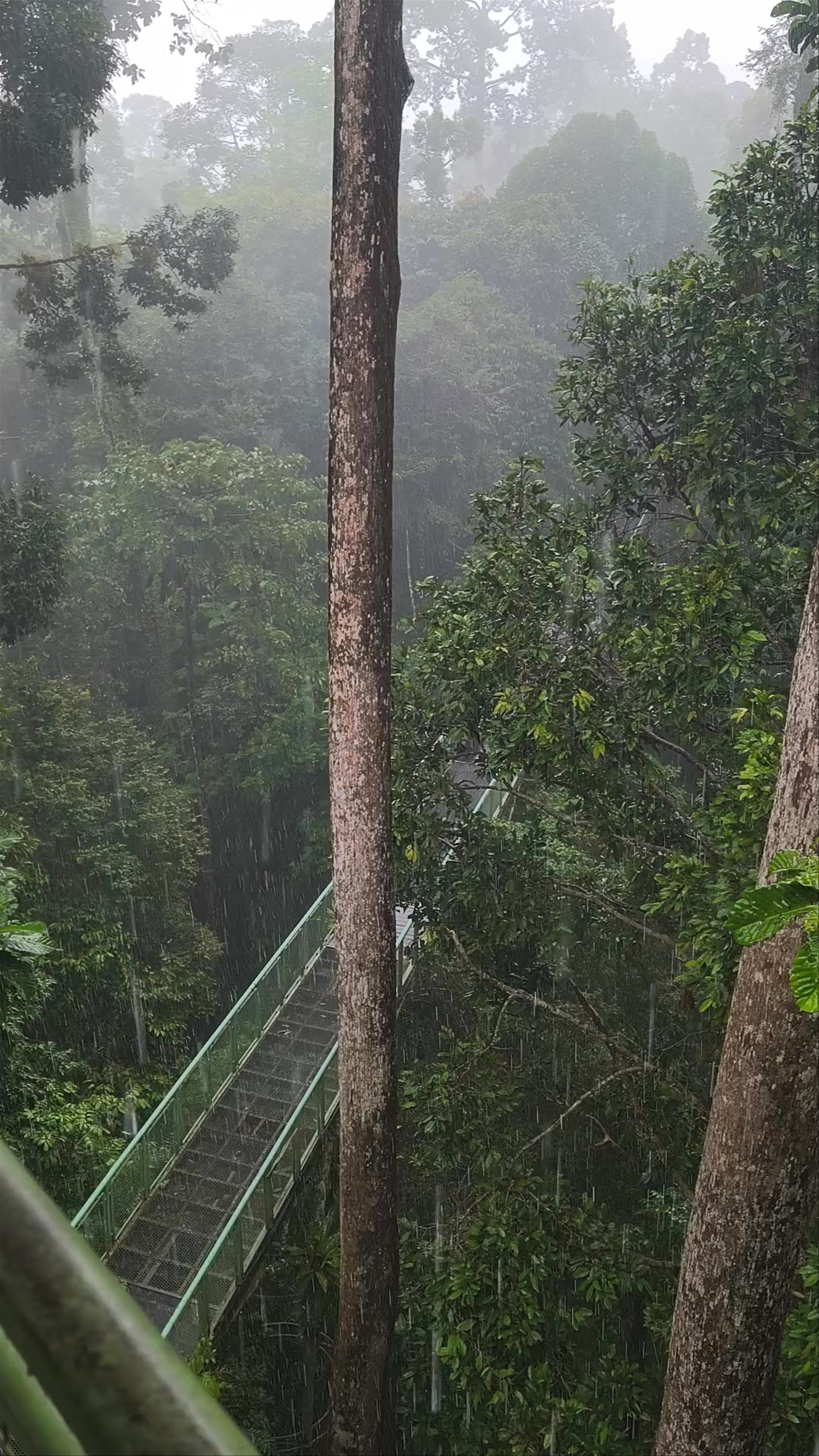 Bristlehead Tower Rainforest Canopy Walk in Sepilok, Sabah
