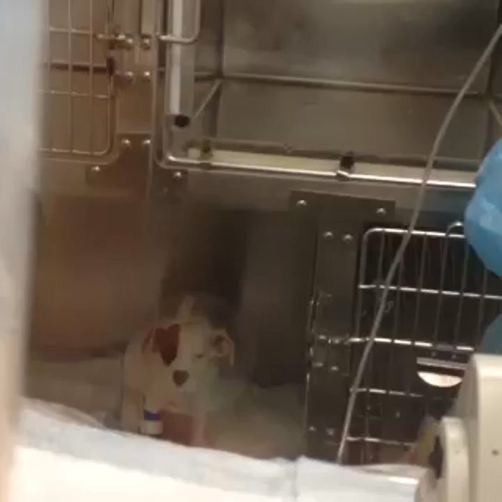 The Perfect Puppy - In the hospital- quarantined. - Pet Stores Near Me - Scituate, Rhode Island