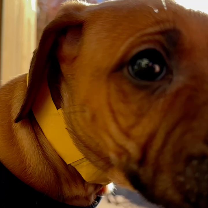 Suwedi Ridgebacks - Puppies! - Pet Breeders Near Me