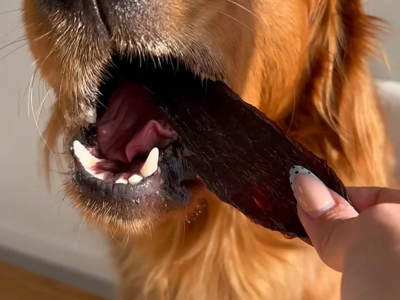 I bet your dog hasn’t tried these before