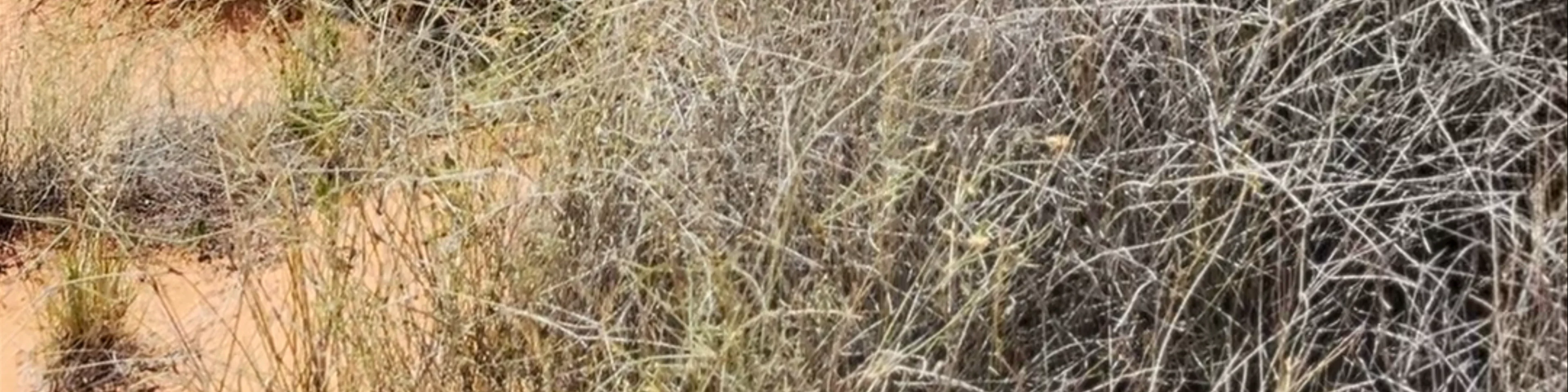 Rainbow Valley Conservation Reserve