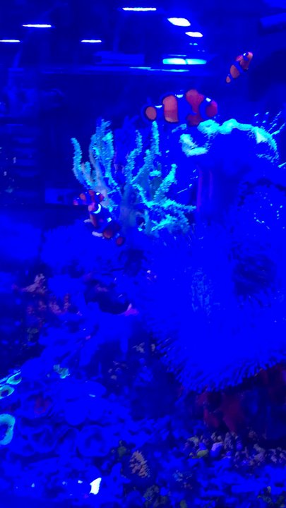 Premier Aquatics - They have beautiful selection of salt water fish - Aquarium Services Near Me - Virginia Beach, Virginia