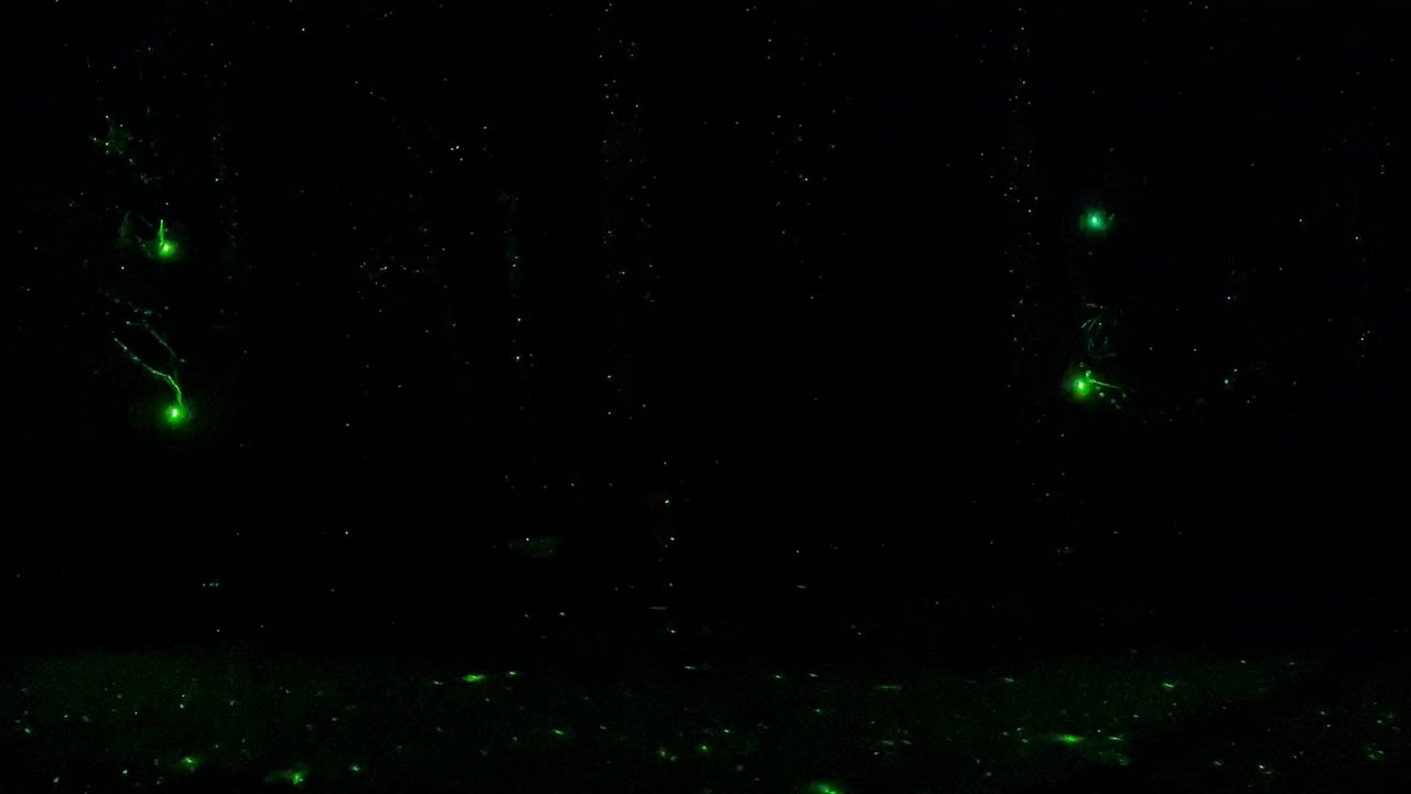 Elk Ridge Campground - The fireflies! - Hiking Near Me - Naches, Washington