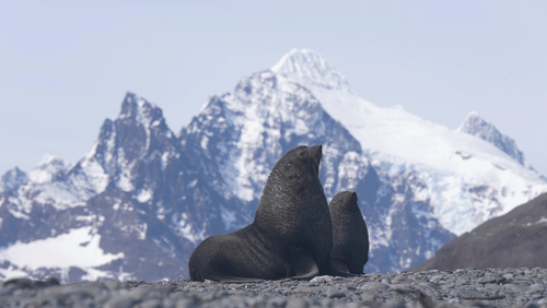 Antarctic fur seals animated gif