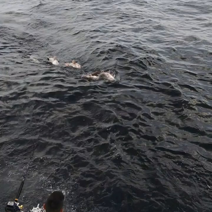 Back Down 2 - Deep Dropping Snowy Groupers - Boat Charters Near Me - Destin, Florida