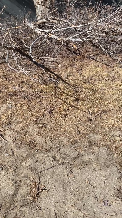 Beavers Professional Tree Service - Tree Services Near Me - Vinton, Texas