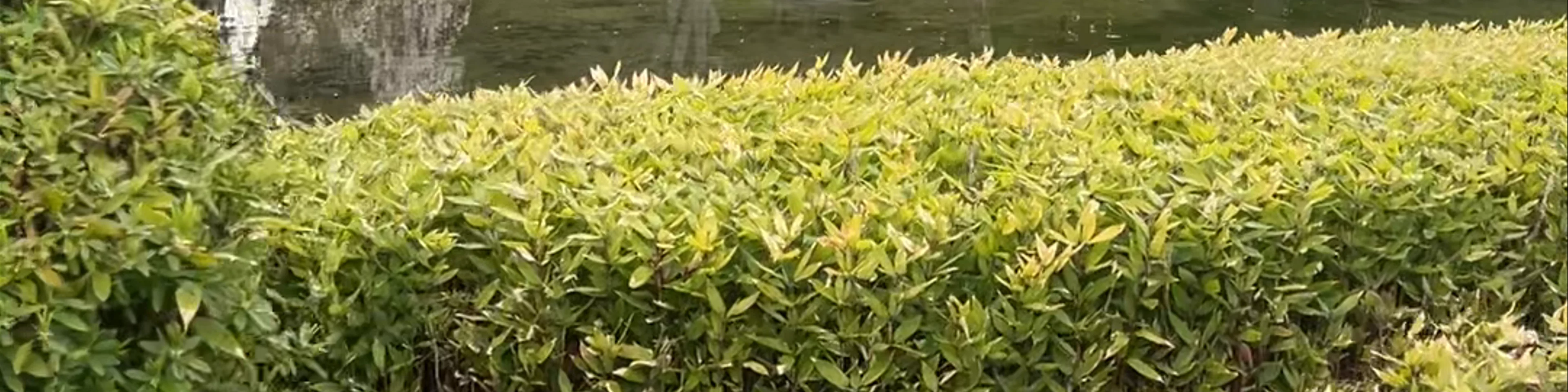 Japanese garden