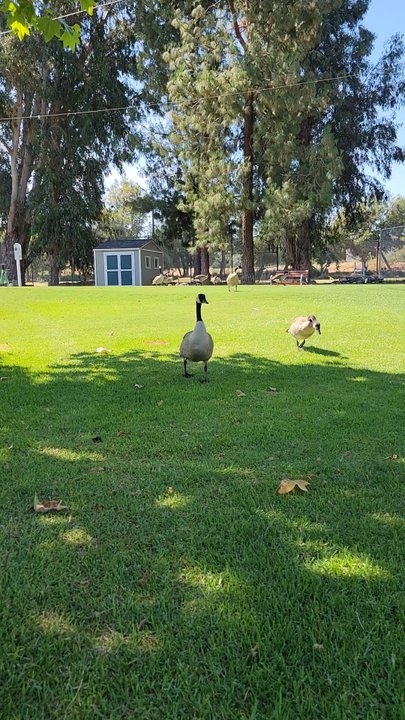 Sinaloa Golf Course - These guys are everywhere.... and so is their poop. - Golf Near Me - Simi Valley, California