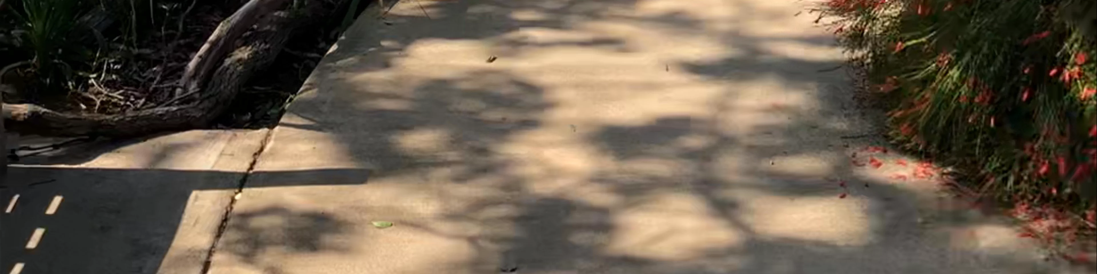 Los Angeles County Arboretum
