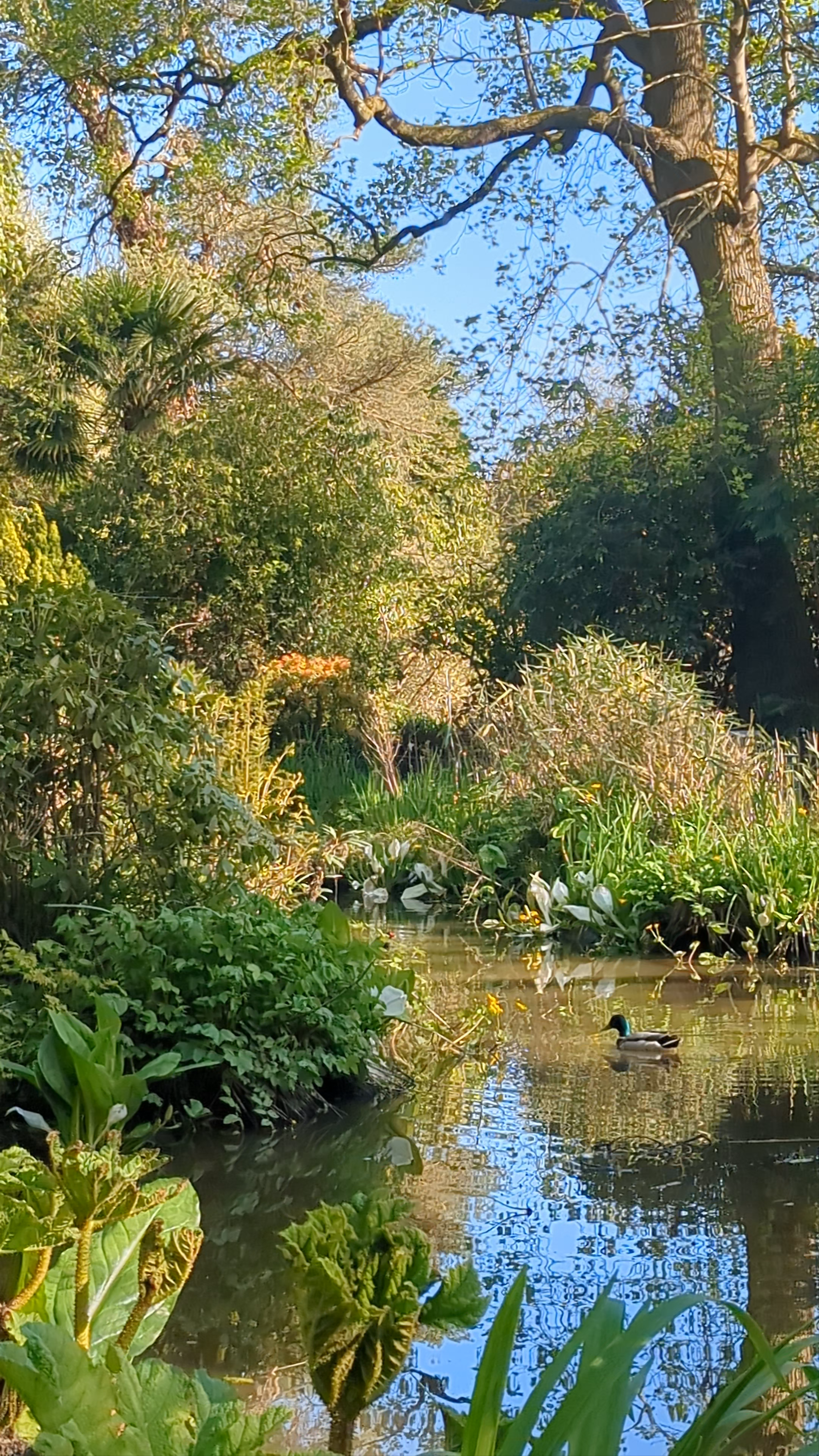 Fletcher Moss Botanical Gardens