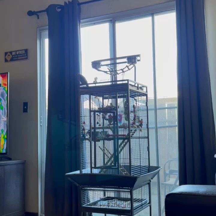 Arbor Pet Clinic - This is Carl, the veteran was every concerned about him. And now look at him. Carl is up playing like he did before he got sick  thank you - Veterinarians Near Me - Lodi, California
